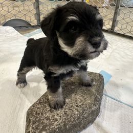Harmony - Black and silver female Miniature Schnauzer puppy in Lebanon, Oregon from LJ Mini Schnauzers