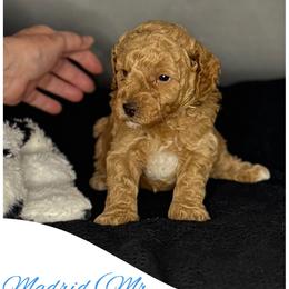 Madrid - Red  male Goldendoodle puppy in Danville, Virginia from Stella’s Stunning Goldendoodles of VA