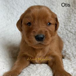 Otis - Dark golden male Golden Retriever puppy in La Verne, California from 4LoveofGoldens
