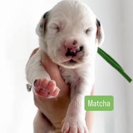 Matcha - LUA long coat - White and black male Dalmatian puppy in Davenport, Florida from Sunny Jewels Dalmatians