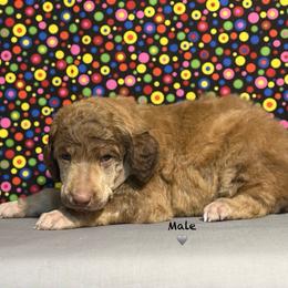 Grey Collar - Brown male Poodle puppy in Houma, Louisiana from Smart Azz Poodles