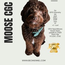 Moose - Goldendoodle