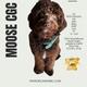 Moose CGC
