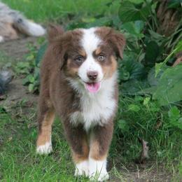 Spirit - Red tri-color female Miniature American Shepherd puppy in Tiskilwa, Illinois from First Harmony Farms