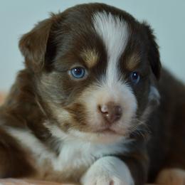 Herb - Red tri male Toy Australian Shepherd puppy in Hartman, Arkansas from Southern Edition Aussies