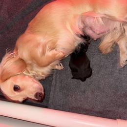 Linda - Dachshund