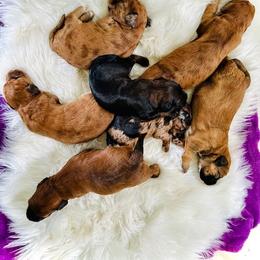 Poodle and Whoodle Puppies from Genesis Family Farm