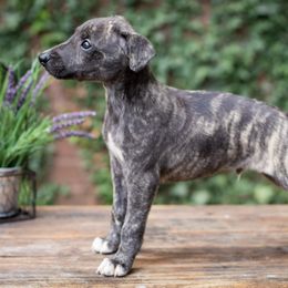 Borzoi and Whippet Puppies from Ivanhoe Borzoi