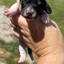 Wave - Black and tan female Dachshund puppy in Lebanon, Tennessee from Thomas Homestead and Rabbitry