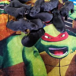 German Shepherd Puppies from von Bauernhöfe Bedard