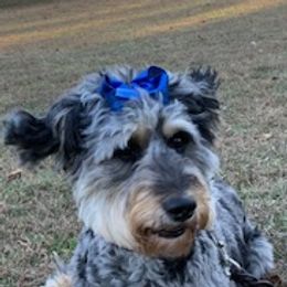 Aussiedoodles and Double Doodles from Delmarva Regal Doodles