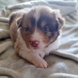 Tricia - Australian Shepherd puppy from Crazy Critters Aussies