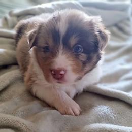 Tricia - Australian Shepherd puppy from Crazy Critters Aussies