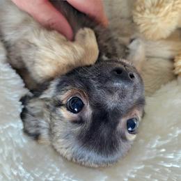 Ash - Black sabled fawn male Chihuahua puppy in Lake Placid, Florida from Heartland Chihuahua