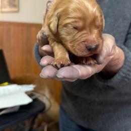 Boy 1 - male Golden Retriever puppy in Fort White, Florida from Triple-s-kennel