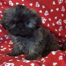 Mookie Kisses - Brindle and white male Shih Tzu puppy in Greenville, Texas from Your Fuzzy Puppy