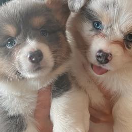 American Corgis and Pembroke Welsh Corgis from High Cotton Corgis