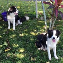 Border Collie All Grown Up from Covergaze Border Collies