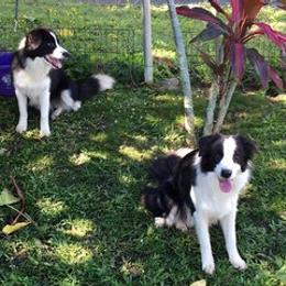 Border Collie All Grown Up from Covergaze Border Collies