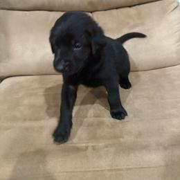 Boy 8 - Black male Labrador Retriever puppy in Four Oaks, North Carolina from Old Mill Retrievers