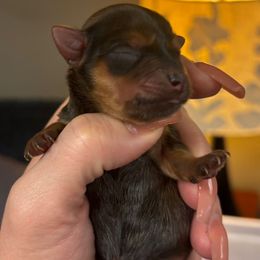 Noah - Chocolate male Morkie puppy in Winston Salem, North Carolina from Patty’s Paws