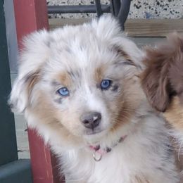 Aussiedoodles and Australian Shepherds from Kaleidoscope Aussies and Aussiedoodles