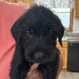 Boy 5 - Black male Giant Schnauzer puppy in North Royalton, Ohio from Mandy’s Giant Schnauzers