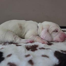 Banjo - Red and white male Basset Hound puppy in Denison, Texas from Emma Lou's Baby Bassets