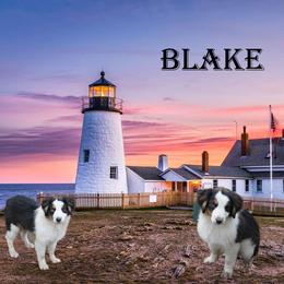 Blake - Black tri female Miniature American Shepherd puppy in Garysburg, North Carolina from Schaefer's Miniature American Shepherds