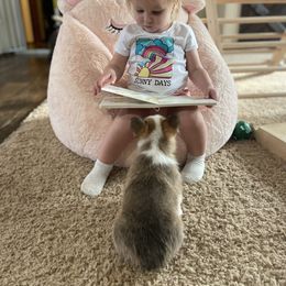 Pembroke Welsh Corgi Puppies from Loves Classic Corgis