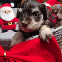 Sally - Liver female Miniature Schnauzer puppy in Fountain City, Indiana from Bearded Dynasty Schnauzers
