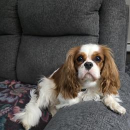 BIRDIE - Cavalier King Charles Spaniel