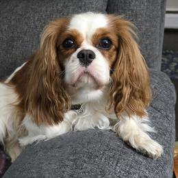 BIRDIE - Cavalier King Charles Spaniel