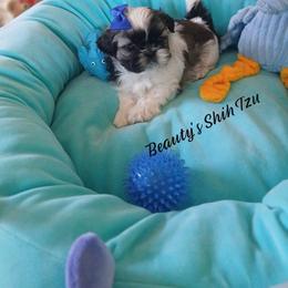 Jasmine- Sold to a repeat client - Red and white female Shih Tzu puppy in Manteca, California from Beauty's Shih Tzu (California)