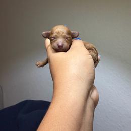 Mavis - Red  female Poodle puppy in Miami, Florida from Poodles 4 Life