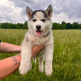 Siberian Husky Puppies from Red Top Huskies