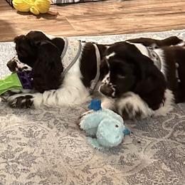 Cocker Spaniel Puppies from Anastasia Knight's Cocker Spaniels