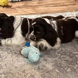 Cocker Spaniel Puppies from Anastasia Knight's Cocker Spaniels