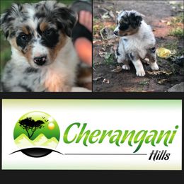Australian Shepherd Puppies from Cherangani Hills Australian Shepherds