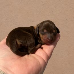 Dachshund Puppies from Hayden’s darling doxies