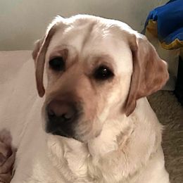 Molly - Labrador Retriever