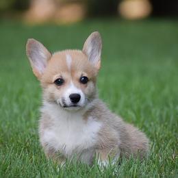 Goldie - Red female Pembroke Welsh Corgi puppy in Lititz, Pennsylvania from GoldStar Corgis (License Number 18519)