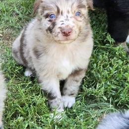 Anna - Red merle female Australian Shepherd puppy in Harrah, Oklahoma from Whippoorwill Aussies of Oklahoma