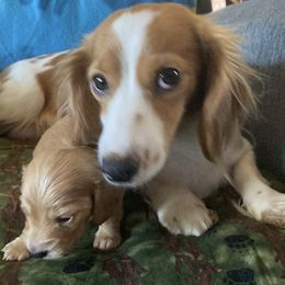Dachshund Puppies from Puncheon Creek Dachshunds