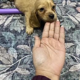 Love - Red male Dachshund puppy in Magnolia, Texas from Carrie’s Countryside Dachshunds