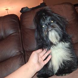 Boy 2 - Black and white male Shih Tzu puppy in Birmingham, Alabama from K&D kennels