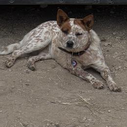Snicker - Australian Cattle Dog