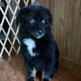 Male 4 - Black tri-color male Australian Shepherd puppy in Smithville, Arkansas from Harris Farms and Aussies