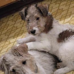 Wire Fox Terrier Puppies from Lyndon Meadow Farm