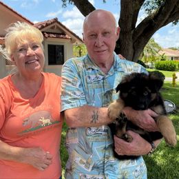 No longer available - Black female German Shepherd puppy in Davie, Florida from Vom Broward Haus